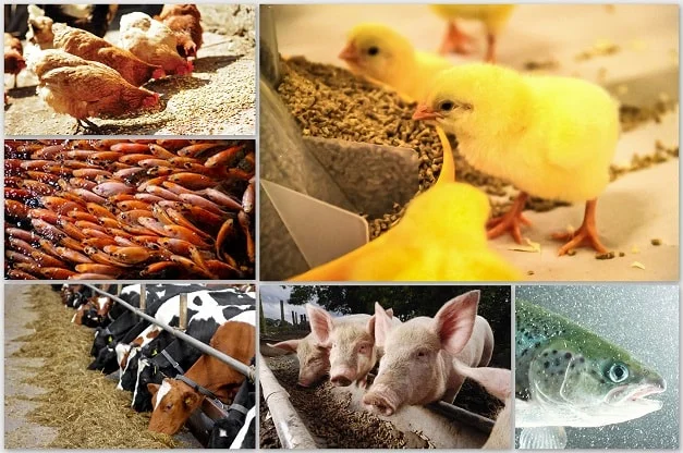 Animal Feed Manufacturers and Exporters