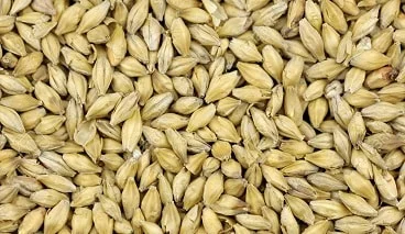 Barley Exporters India