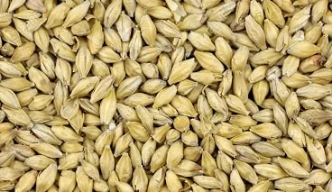 Barley