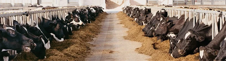 cattle feed manufacturers India