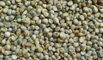Green Millet - Bajra
