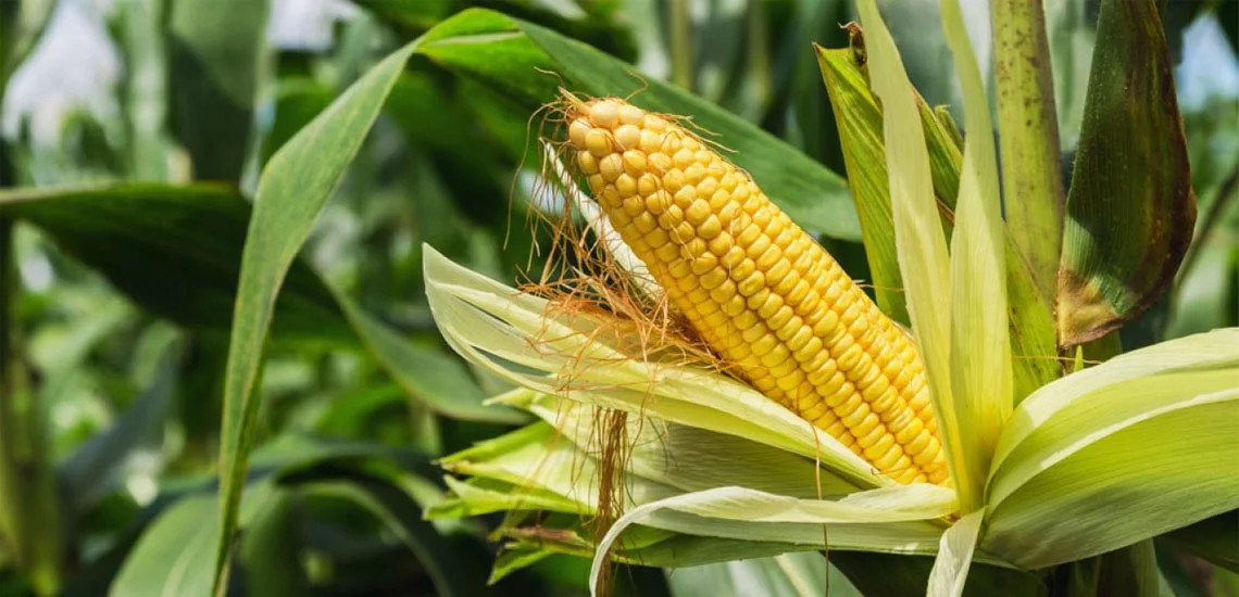 Maize - Yellow Corn