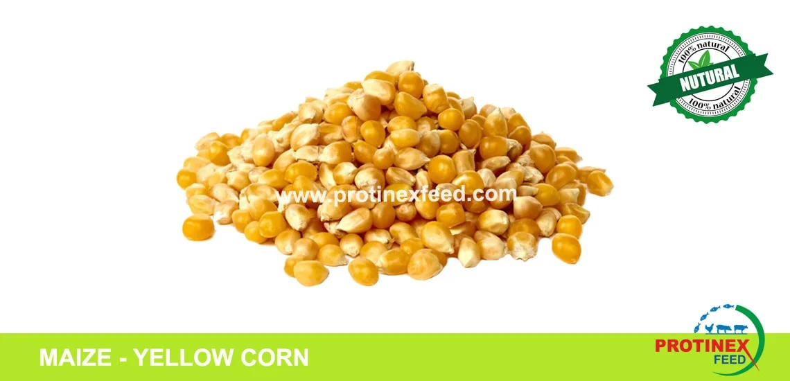 Maize - Yellow Corn
