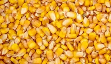 Maize - Yellow Corn