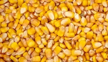 Maize