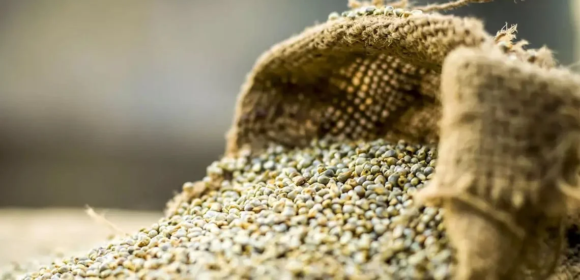 Green Millet - Bajra