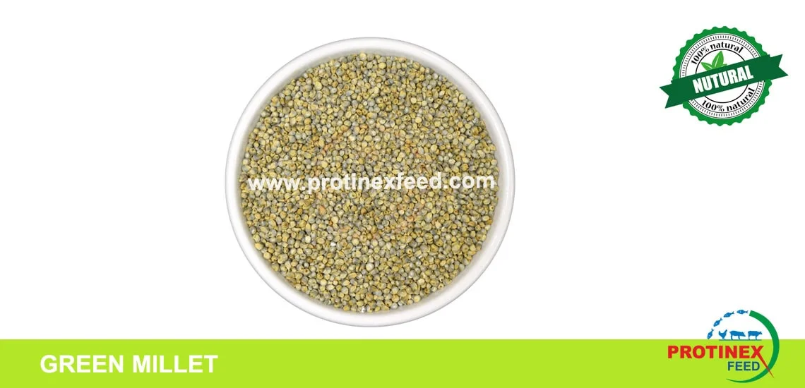 Green Millet - Bajra