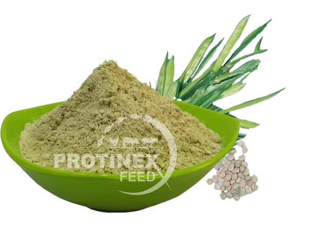 guar meal exporter India