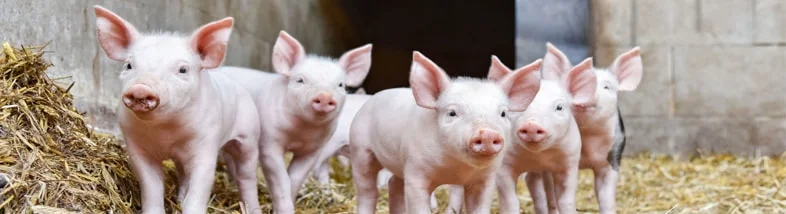 swine feed manufacturers India