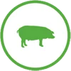 swine feed exporters india