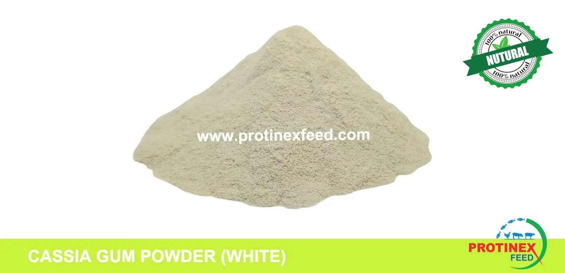 Cassia Gum Powder Manufacturer India