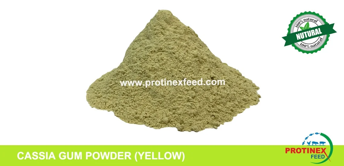 Cassia Gum Powder Exporter India